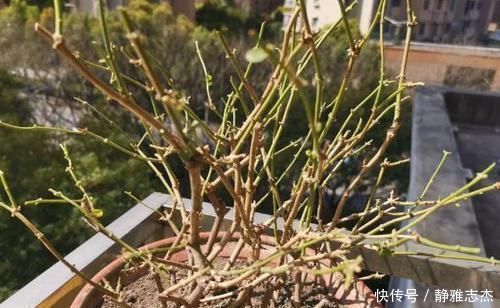 养分|养花换盆:废弃的旧土怎么处理?掺入这3样东西,可再次使用