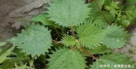 价值|路边1种野草,让人十分讨厌,人称“咬人草”,却价值高作用多