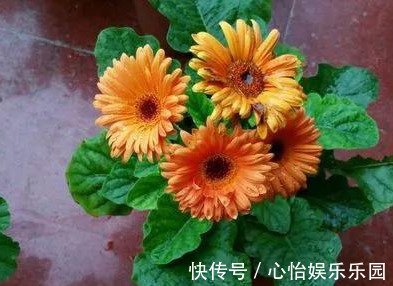 路边一堆“名贵花”，丢人也要捡，捡回家养2个月就开花！