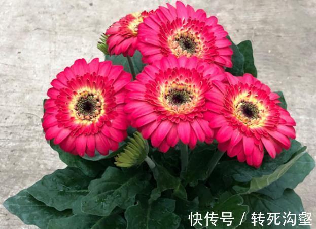 这三种花是秋冬开花王，娇艳漂亮花期又长，理想的居家盆栽