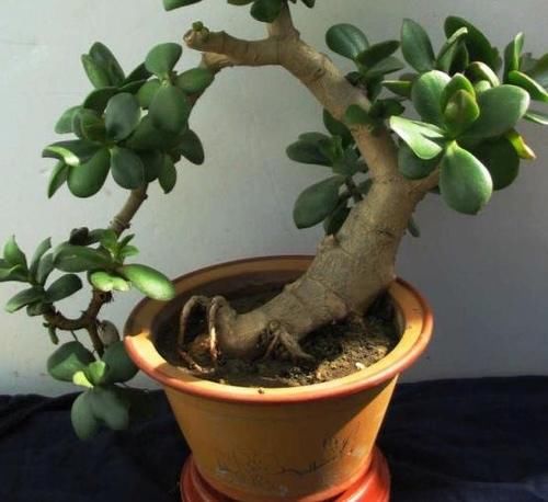 冬末春初，在家自制营养土该怎么操作？收集哪些材料？