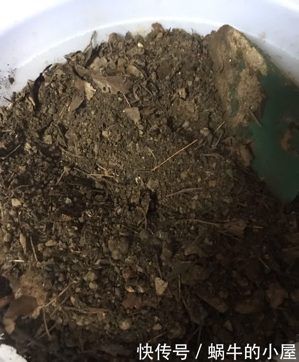 松针怎么养花?有3种方法,盆土更肥沃了,花草旺盛