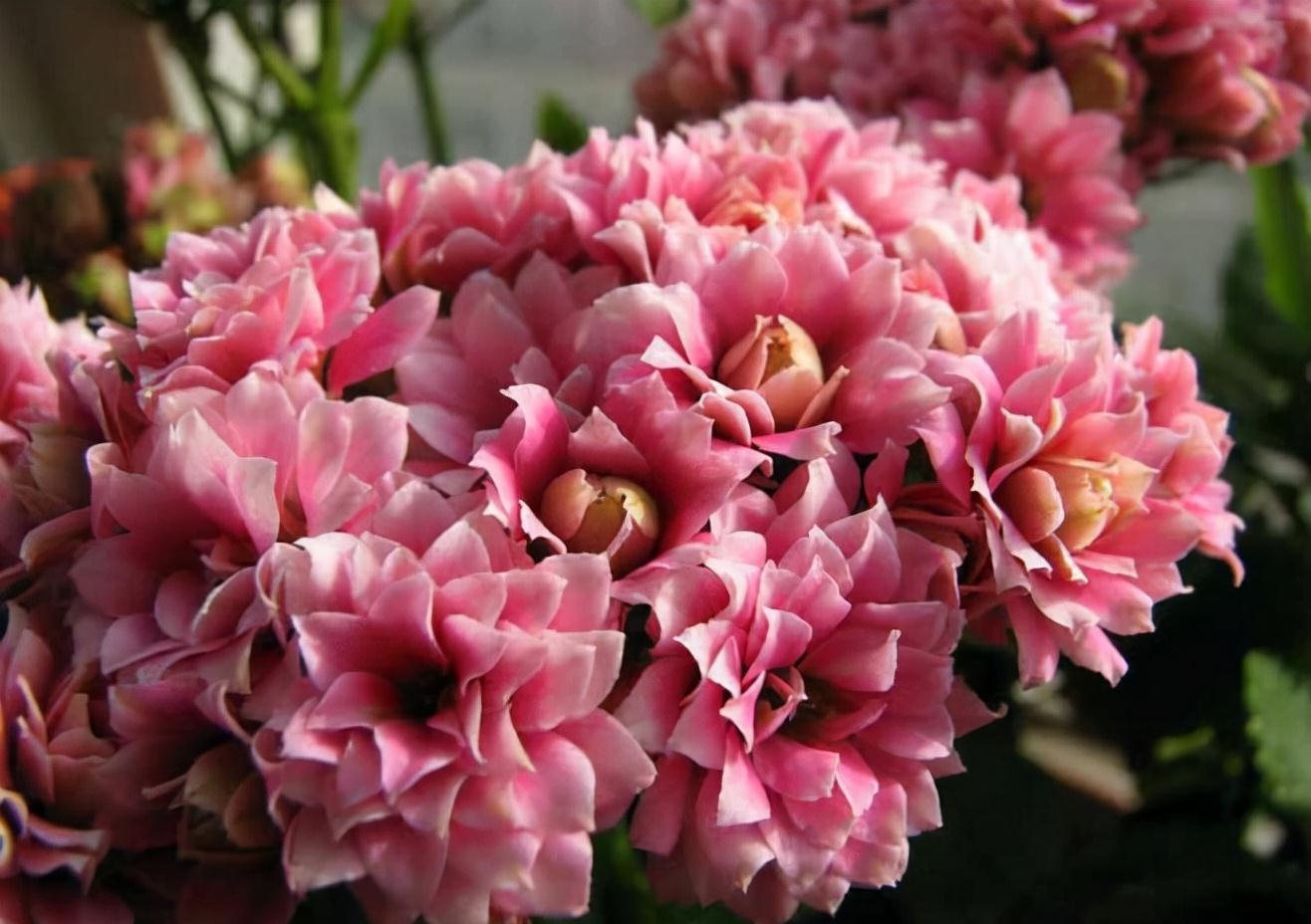 长寿花|天气冷,六种花要干养,少水多晒才健壮,养成老桩更旺家