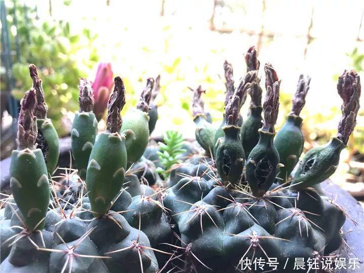 大户|3种花不用“扦插”,花开完等俩月,半年变成“养花大户”!