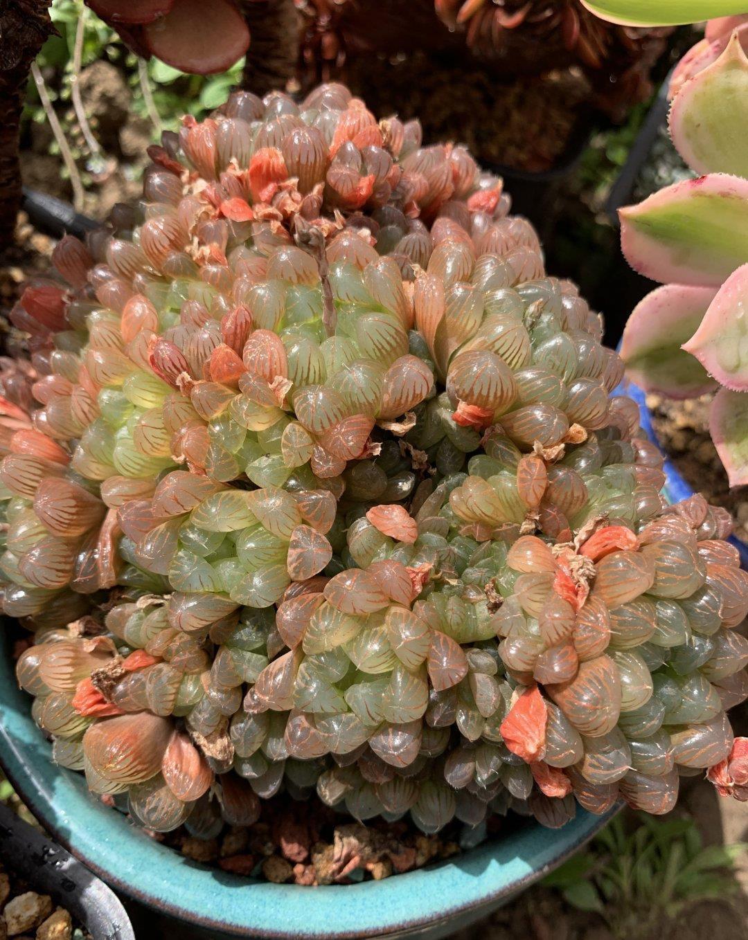 多肉|露养的多肉没状态,满足“三条件”,上色快,还容易爆小崽