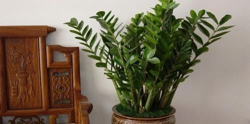 大气上档次|客厅养花选它,大气上档次,叶片油绿,空气清新,你养了几种