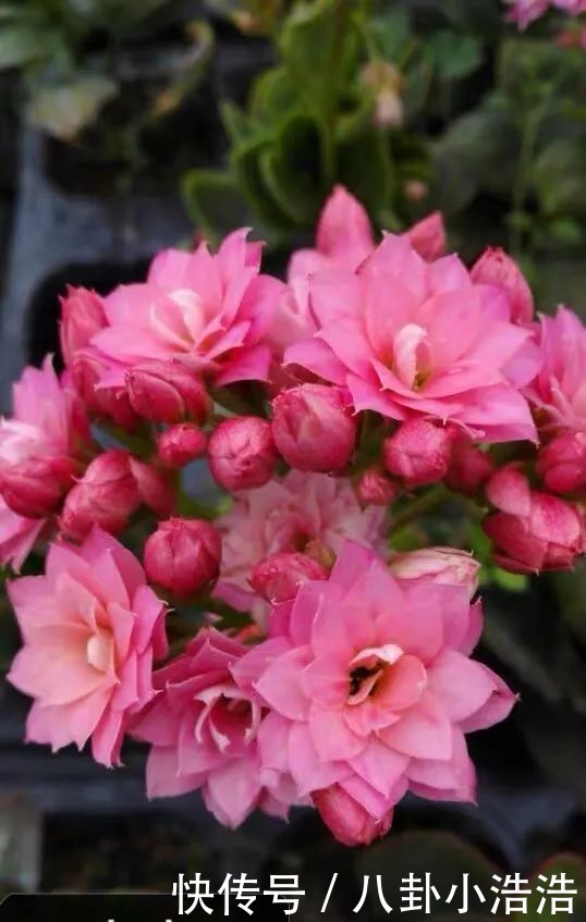 花期|45种长寿花,个个都是高颜值,家里养几盆,美得移不开眼