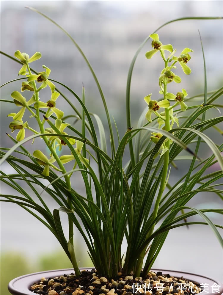 养兰花，浇水2句话，兰花不烂根，越长越旺，蹭蹭冒花苞！