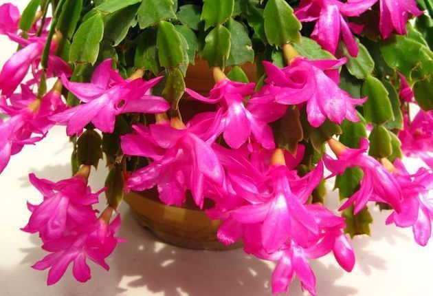 蟹爪兰花谢了不用丢,坚持这个小动作,不但重获生机还花开不断