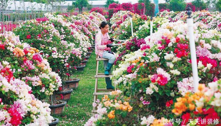 磷酸二氢钾|三角梅促花“小技巧”，让枝条猛增，越开花越有劲