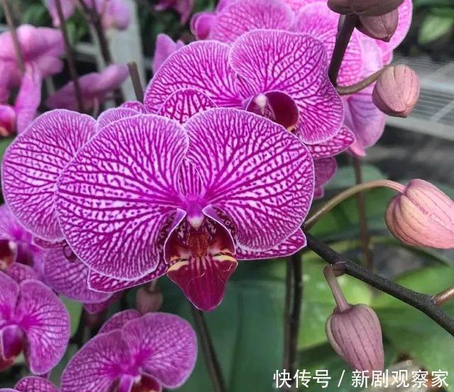 今年最火网红花,一次能开4个月,枝条挂满花蝴蝶!