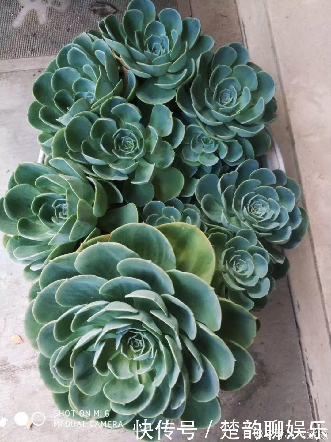 生石花|6种多肉太难养,赶紧留个种,省得每年都要重新买!