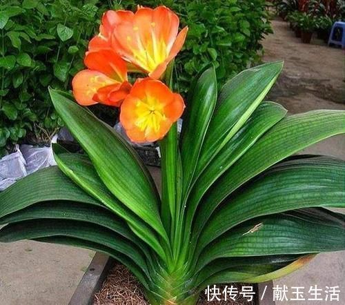 光照|12月养君子兰，就怕做错“5件事”，黄叶、烂根多，而且难开花