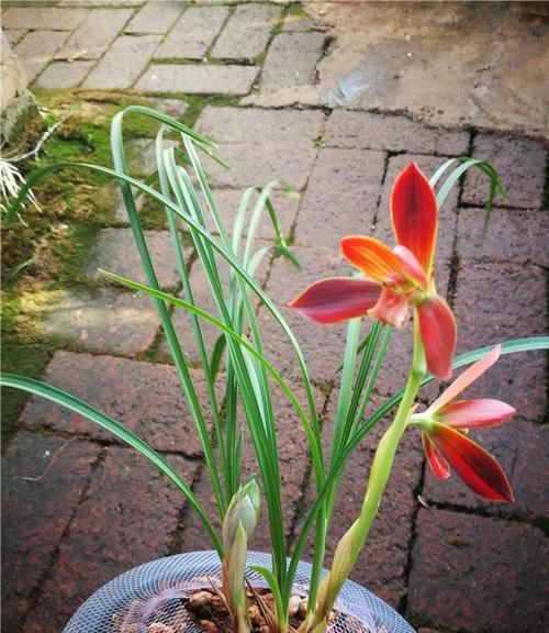  花色|4种花养阳台，浇点水就疯长，开成花海，比吊兰好养，花色娇艳