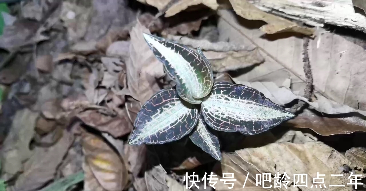 叶子上长着“金丝”的金线莲，是国家二级保护植物，看到请保护它