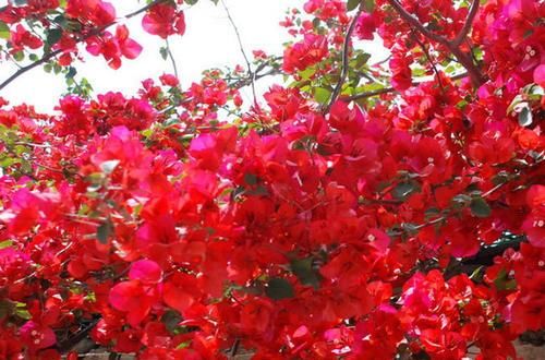 超长|3种木质花卉,开花漂亮花期超长,越养越漂亮,是盆栽佳品!