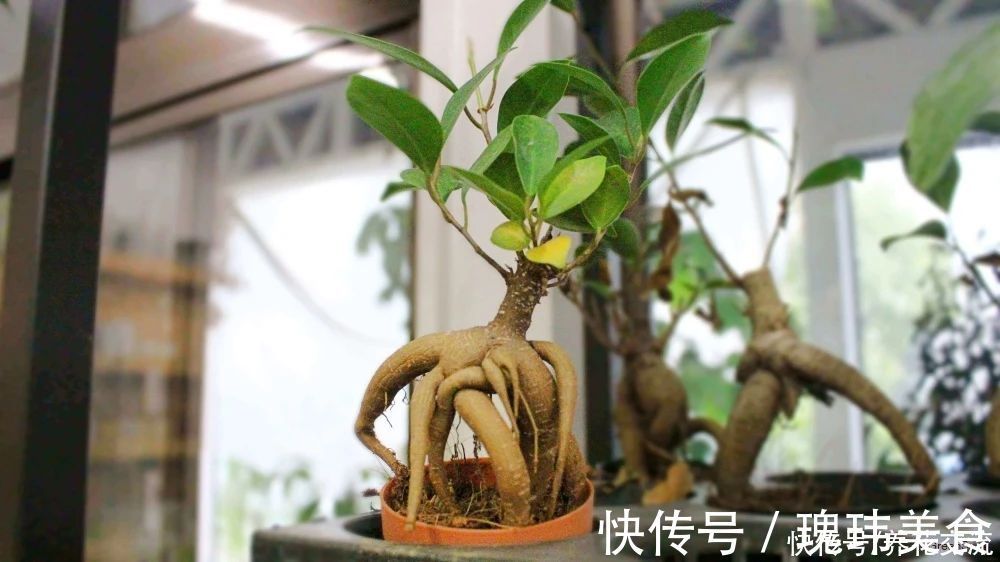 特别适合养成盆景的人参榕,那块状根太“奇葩”,原来是嫁接的