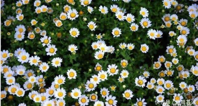 花草盆栽：6种冬天开花的植物，随便养上一盆，美翻整个寒冬！