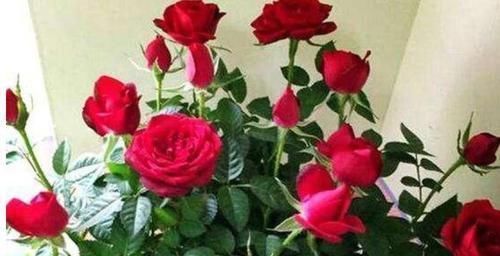 3種花女生必選,美容、助睡眠,家里養(yǎng)1盆,越變?cè)矫?
onload=