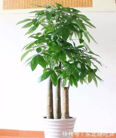 六种“长寿花”,越老越值钱,花开富贵,越养越精贵