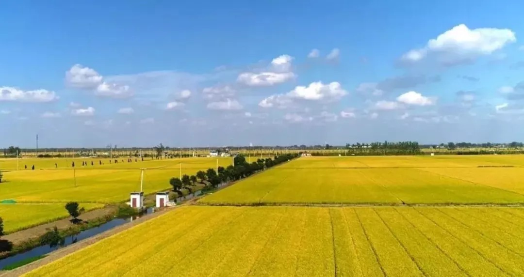 人民政府|集体土地按国有土地征收?违法!撤销!