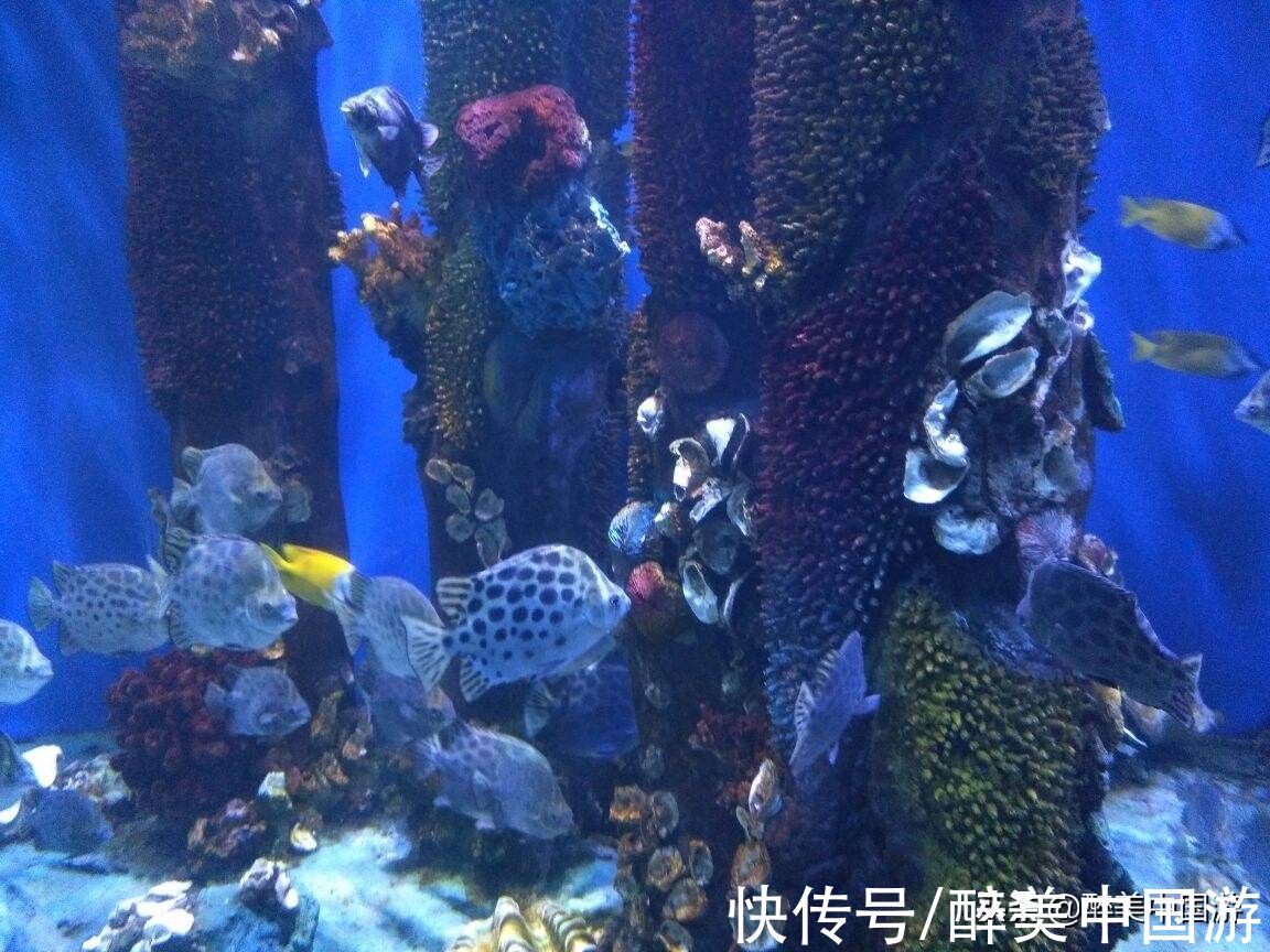 海洋生物|探访北海海底世界，海洋生物丰富，适合全家出游