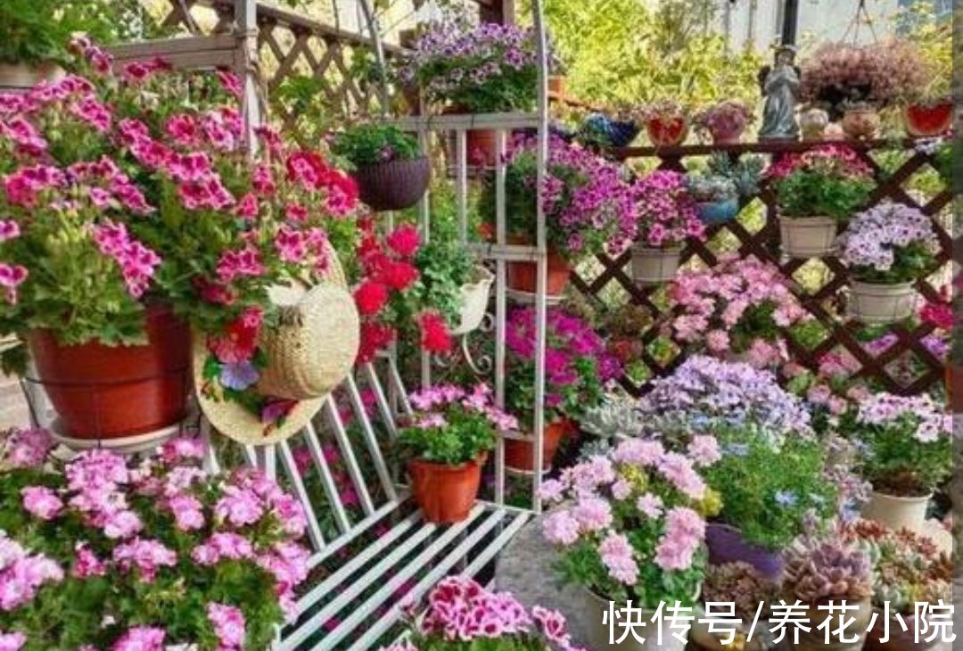 养花先“养根”，3个“小方法”，根系疯长，枝叶繁茂