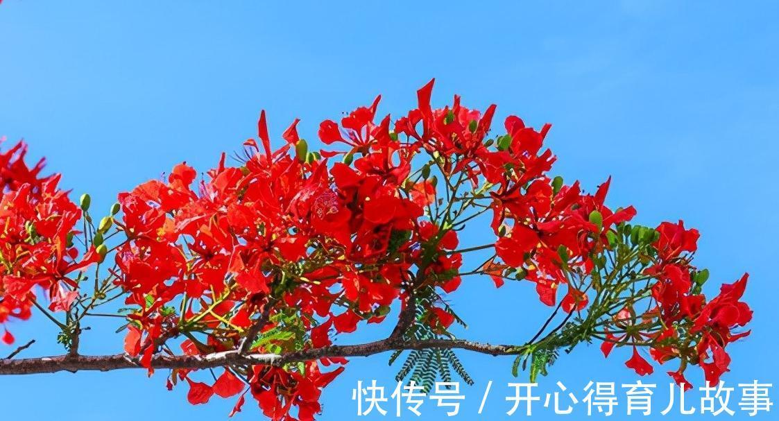 花若丹凤之冠|名字好听的15种花，你见过几个