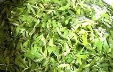 凉拌柳芽|它是''天然阿司匹林'',清血管、延寿命,现在吃最鲜,错过会后悔