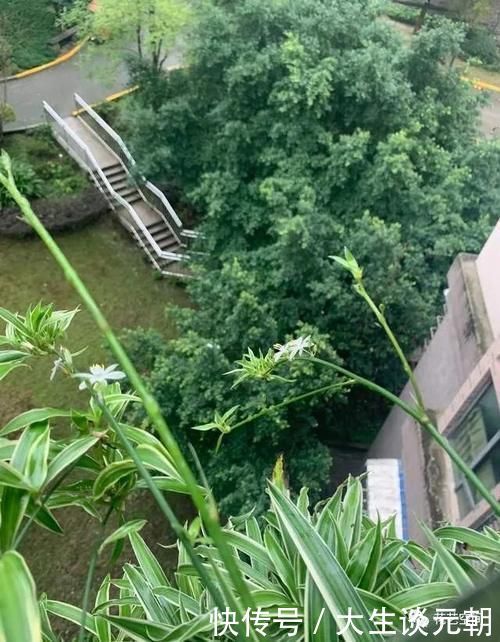 叶片|王大妈养吊兰,坚持用一种水,养出“瀑布吊兰”,一年繁殖几十盆