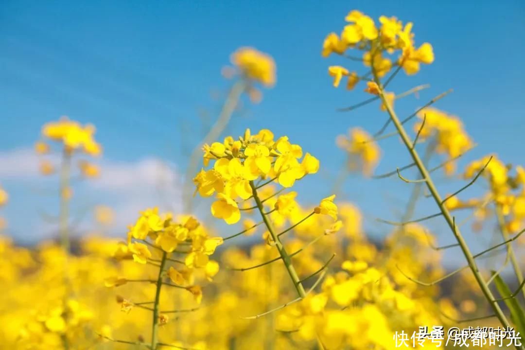 22℃的成都 7个油菜花地点 就近选择