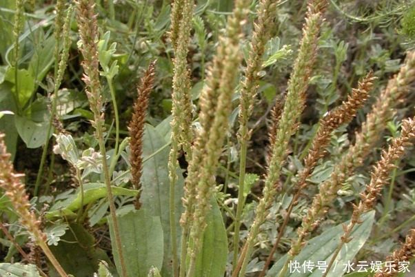 清明|4種天然的“止咳藥”，漫山遍野都是，聰明人一直在吃