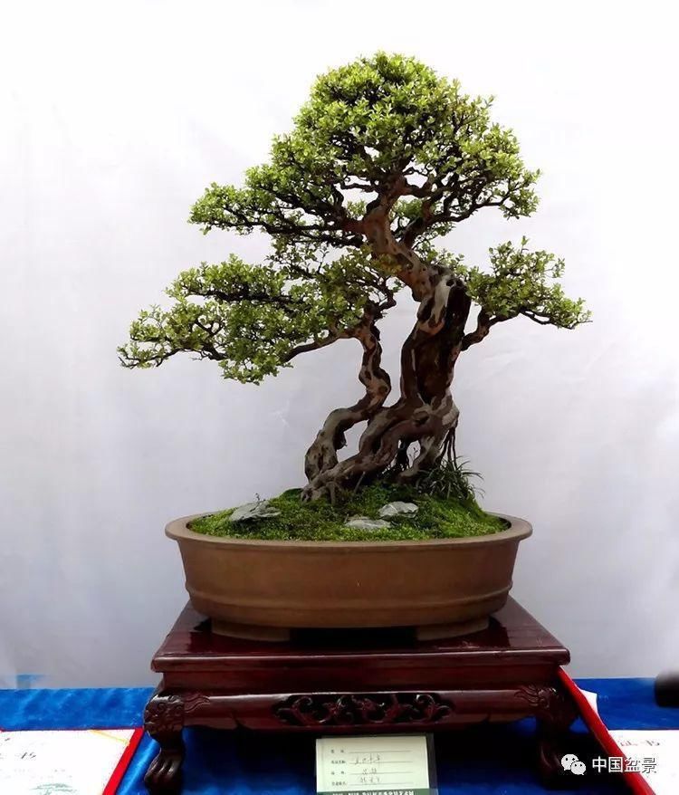 盆景,到底玩什么?