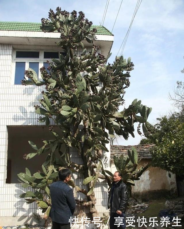 8种镇宅花,窗户边养一棵,霸气又镇宅!