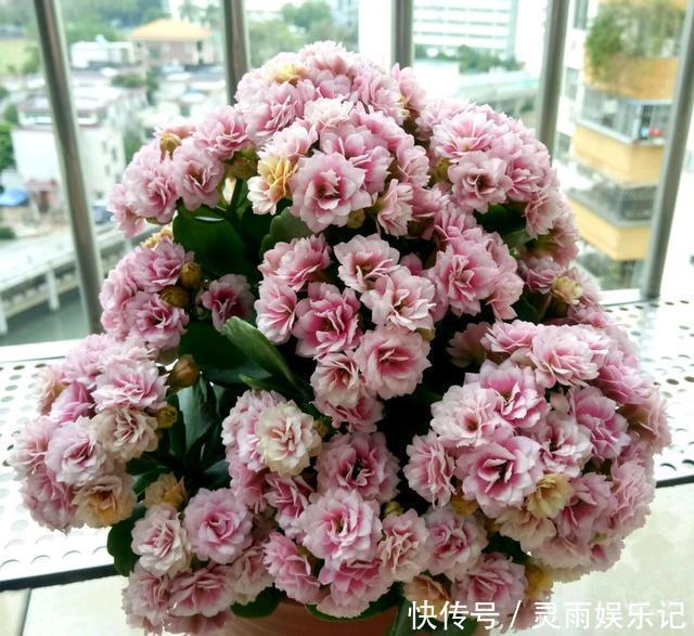 叶片|长寿花开败了？别手欠！3件事做对了，花芽又挤满了