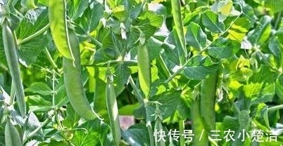 荷兰豆|荷兰豆容养颜、减肥瘦身，农民种植只需四点，收获高产优质荷兰豆