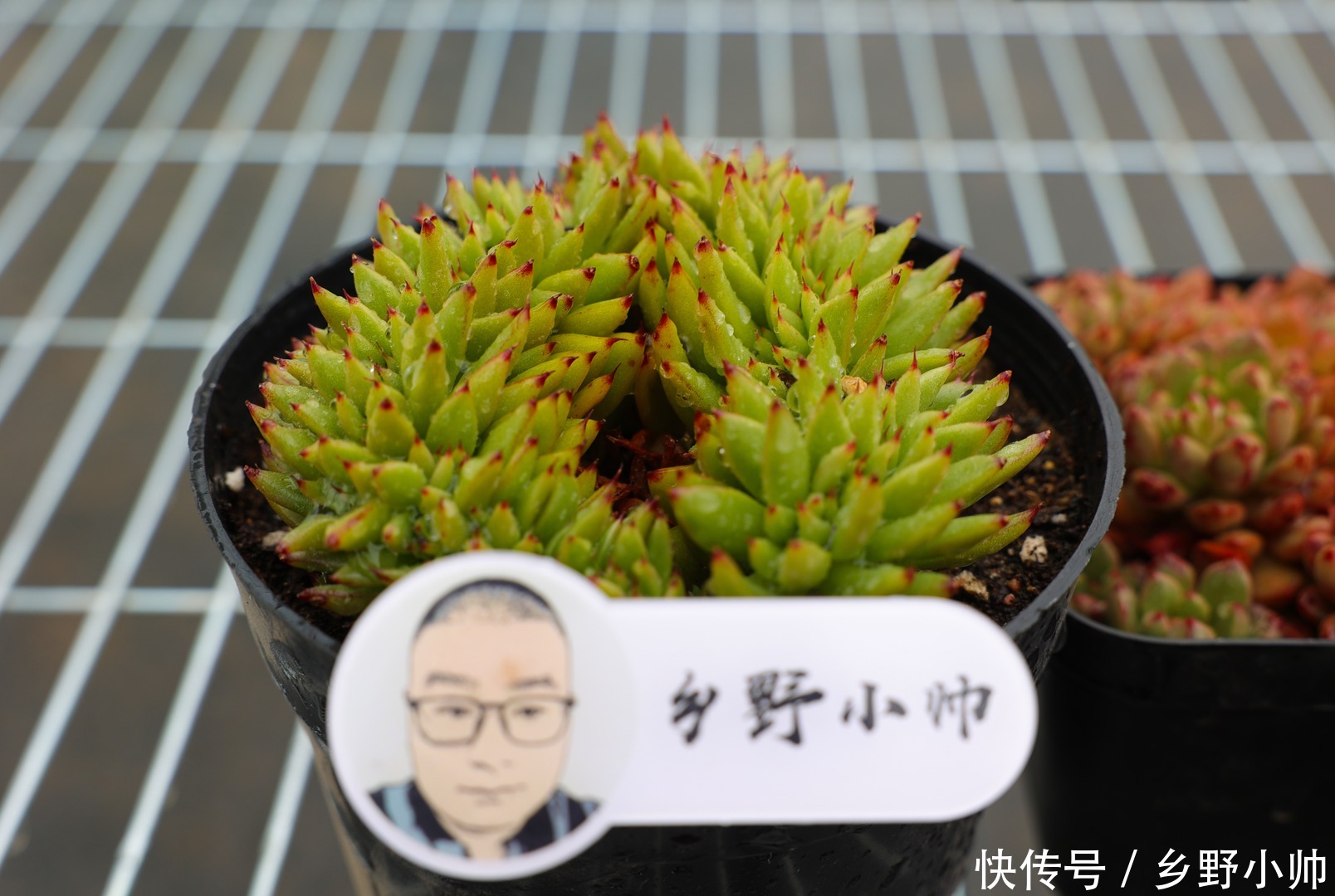 休眠|夏天肉肉会休眠？小帅介绍几种夏种型多肉，总有一款适合你