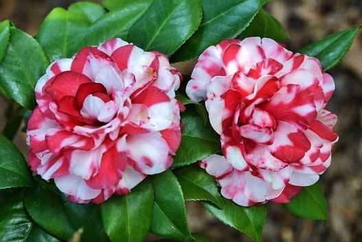 最受欢迎的5种花，花朵娇艳花期长，开花耀眼人人爱，家中必备