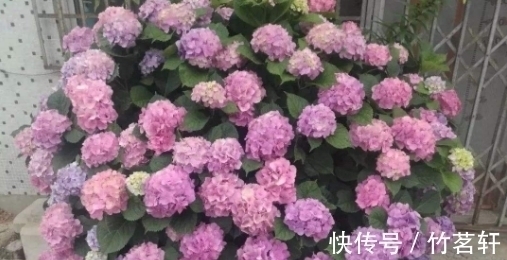 总觉得绣球花不好养，期间3个小技巧要记好，花开的又大又漂亮