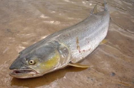 老虎|俗称水老虎,淡水养殖的害鱼,能吃掉水中所有鱼,一条能卖上千元