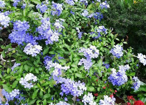 1米宽的防盗窗,照样能养5种花,开花一茬接一茬,谁见了都夸美