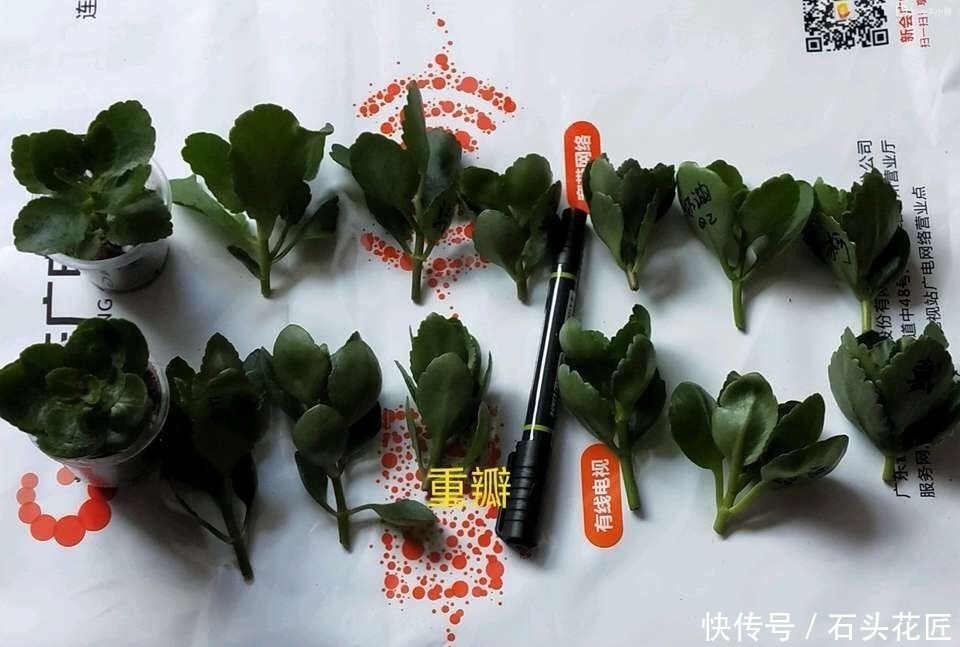 扦插长寿花,记住“选对”3种东西,生根快、长得旺