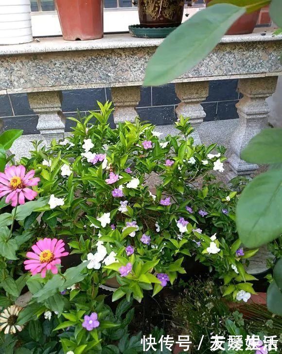 双色|非常好养的“双色茉莉”,花期长,花朵颜色多,邻居看了都羡慕