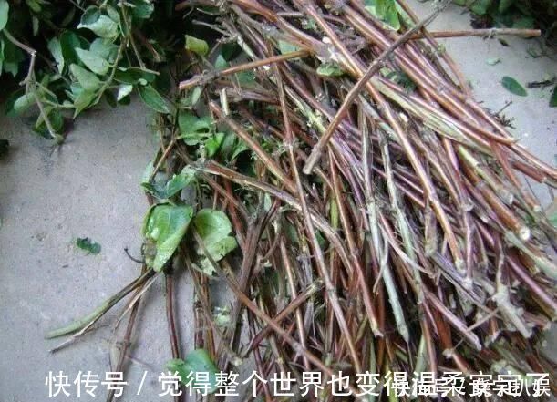 扦插|路边“3种树”,见了掰个枝,插盆就生根,做成盆景,寓意吉祥