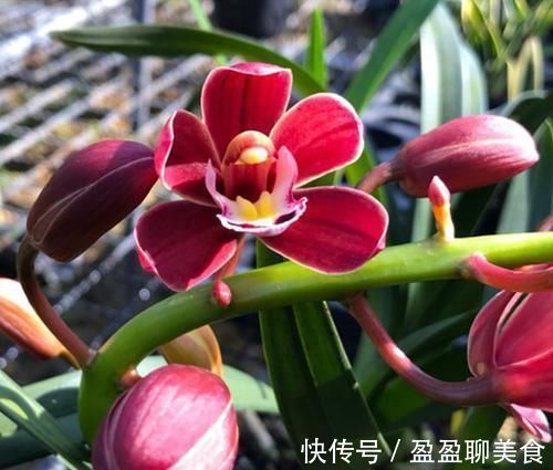 中华红|被誉为国兰“第一红”,建兰中华红,香味扑鼻,曾被兰友抢购一空