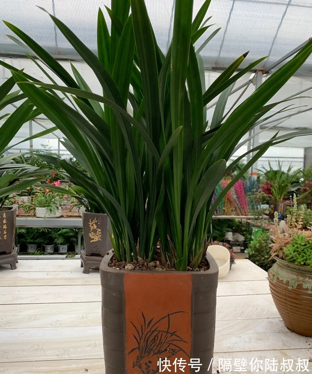 天冷了,你家月季还没有修剪,来年开花美不美就靠这一步啦