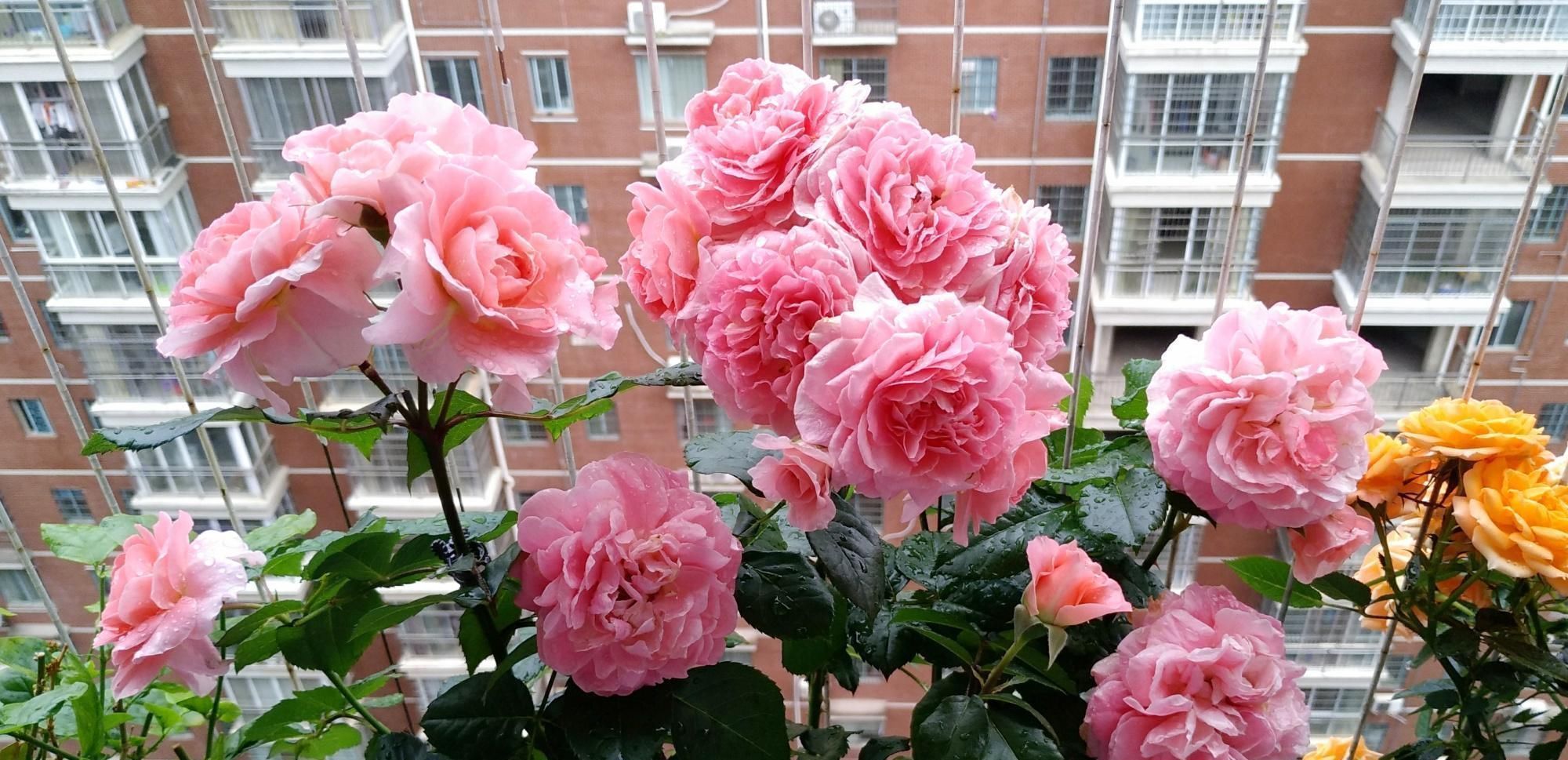 香香公主|别养绿萝吊兰了,此盆栽绿植,四季开花,香气四溢,好看又好养!