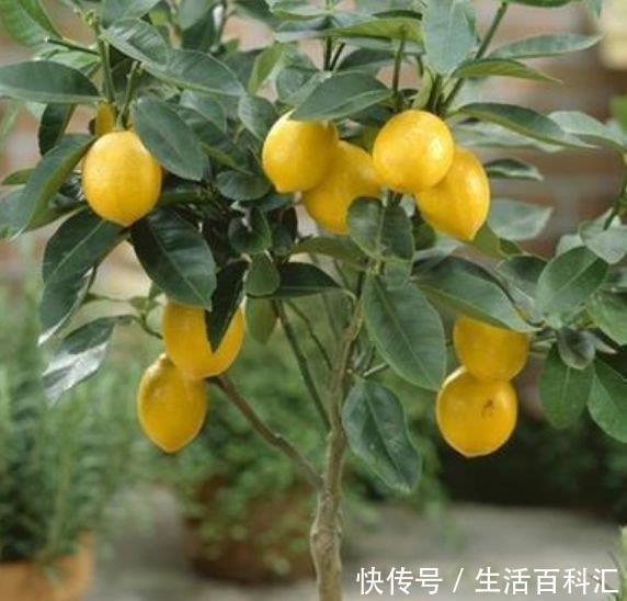 金钱树|客厅养上4种花,四季常青,寓意好,招财进宝,懒人最爱