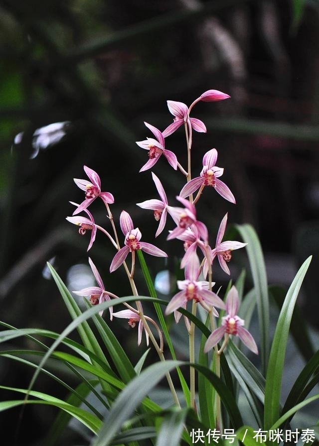 5种“漂亮花”,名字里都带有一个“兰”字,开花时太美了