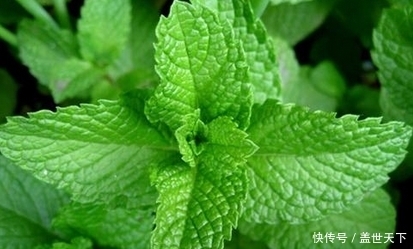 冬季咳嗽久咳难愈?常用此物泡水,清热解毒,治感冒,冬天不咳嗽